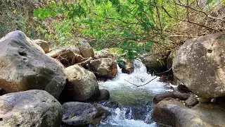 Relaxing Forest River Flowing Between Large Rocks with Natural Water Sounds for Stress Relief