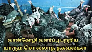 வான்கோழி வளர்ப்பு பற்றி யாரும் சொல்லாத தகவல்கள் || turkey farm in tamilnadu || turkey chicken