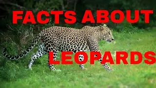 23 Amazing Facts About Leopards (Leopard Documentary 2020)