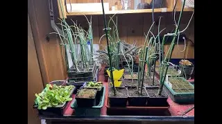 Onions starts for 2026 Dec 14, 2025 #gogc2526