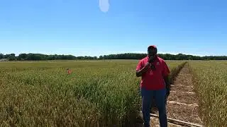 Wheat Fungicide Rainfast time