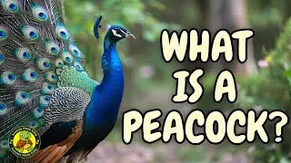 What Is a Peacock? | Learn About Peacocks for Kids | Animals Made Easy