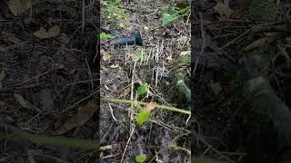 Xylaria Species?