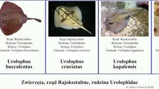 Zwierzęta, rząd Rajokształtne, rodzina Urolophidae urolophus trygonoptera animal mucosa viridis