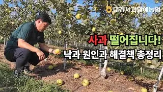[사과] 사과 떨어집니다! 낙과 원인과 해결책 총정리