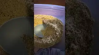 Desert sand full video #sandcrunch #sandchewing