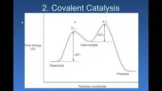 Catalysis PartI-Introduction and RNase A Mechanism