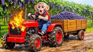 Monkey's Tractor Fire in the Vineyard - Monkey FarmWork |KoDo Monkey Farm