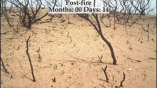 One year of vegetation recovery after fire ​&mdash; in three minutes