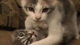 Epic Kitten Fight