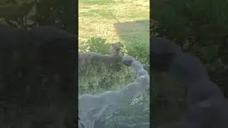 Birb commit suicide :(