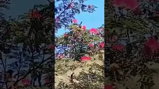 #powder puff tree🌳🌳#calliandra haematocephala is a species of flowering plants #shorts