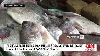 Jelang Nataru, Harga Ikan Mujair & Daging Ayam Melonjak