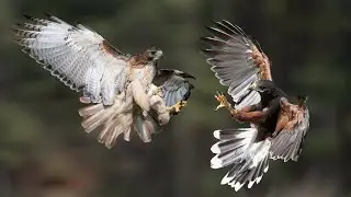 Harris's Hawk VS Harlan's Red-Tailed Hawk - Who is the most powerful?