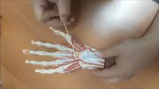 ÜST EKSTREMİTE KASLARI SİNİRLERİ ARTERLERİ 2
