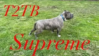 Happy Mother's Day from T2TB.#greatdogs #greathomes