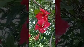 🌺 Elegant Fringed Hibiscus in Bloom (Hibiscus schizopetalus)