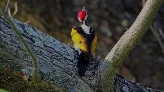 Flame back woodpecker(ಜ್ವಾಲೆಯ ಬೆಂಬಲಿತ ಮರಕುಟಿಗ).