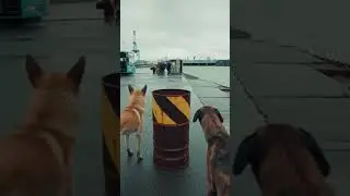 The Dogs Who Guarded a Harbor Without Being Seen