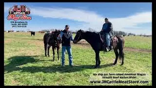Roger Hines and his horse, Question, introduce Poncho... the oldest horse at the farm