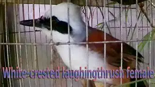 White-crested laughingthrush female sound 03