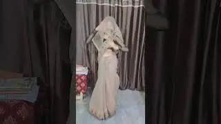 kamar Teri left right hole #haryanvisong #love #dance  #song