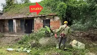 poisonous snake nest attacks single mother in house | clean and remove snakes from house | clean up