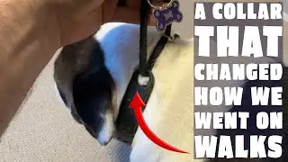 The Last Dog Training Collar You'll Ever Buy