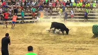 Pinoso Fiestas Vaquillas 8/8/2015 - got ya