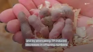 Polyamine metabolism links the gut microbiota and testicular dysfunction