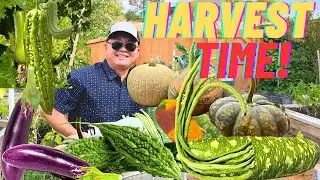 Harvesting  My Home Garden!! Amazing Tropical Vegetables And Herbs All Grown In Yard At Colorado!!