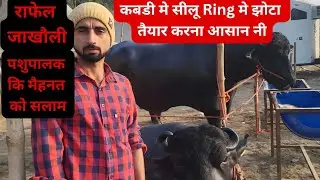Rafel jakholi murrah bull राफेल जाखोली झोटा#dairyfarm#trending @Bharatkisanjivan.