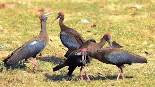 Four Ibis birds fighting for dominance on territory 