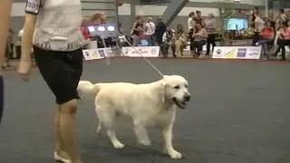 Golden Retriever in European Dog show 2016 Brussels 1