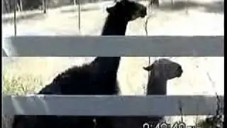 Gay Llama Porn 2000