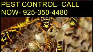 Dial (925)350 4480 Bug Control Clovis CA