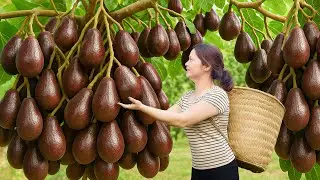 Harvesting Rare Avocado from Village Market + Homemade Tropical Avocado Smoothie