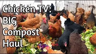 Chicken TV &mdash; БОЛЬШОЙ вывоз компоста