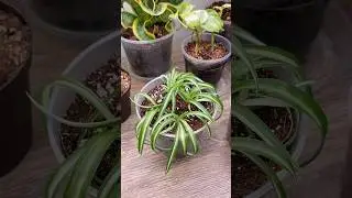 Выращивайте больше паукообразных растений: как их размножать