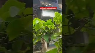 #greenliving #simplelivingvlog #village #villagelife #naturebeauty #naturelovers #organicfarming