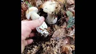 Penny bun or porcini in Czechia near Prague. #mushroom #fungi #boletusedulis #porcini #czechia #蘑菇
