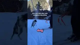 Over Energized Dog Goes Skiing!⛷️🐶 (@leoniglesiass)