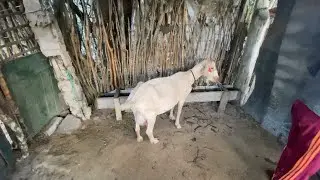 Meu pai comprou uma cabra de raça, veja quantos litros de leite ele tá tirando 
