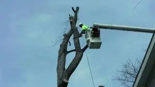 Watch Professionals Remove a Tree in Time Lapse Video