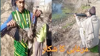Murghabi ka shikar | expert hunter | murghabi ka shikar in pakistan | Ali Village Life