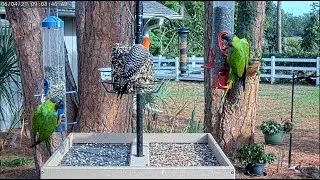 LIVE 4K Bird Feeder Cam in Nokomis Florida