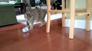 Layla, the playful Pixiebob cat