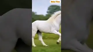 Cute Baby Horse 🐎 Unexpected Ending #horse #animals #cute #tiger #relaxtime #shorts #unexpected