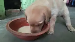 Innocent Love 😍 Bhoodbaraliya Aur Labra Puppy | Dil Jeet Lene Wala Pal 😘
