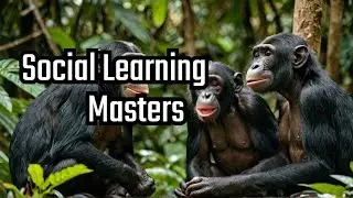 Bonobos  Masters of Social Learning!